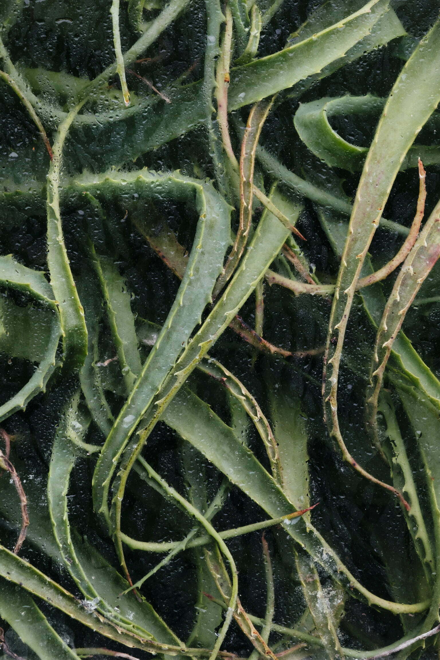 Снимки на растения, докосващи стъклата на оранжерията, в които са отглеждани