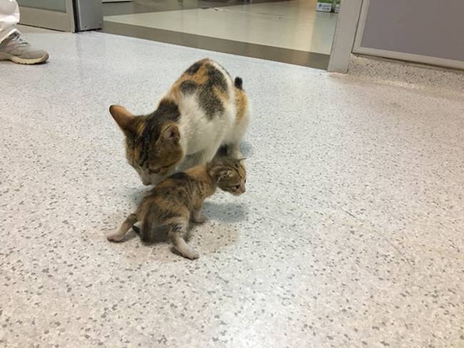 Котка потърси помощ за малкото си коте в спешното отделение