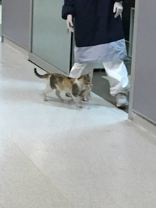 Котка потърси помощ за малкото си коте в спешното отделение