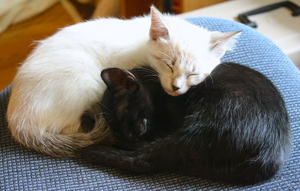 Черни и бели котки, които изглеждат толкова съвършени