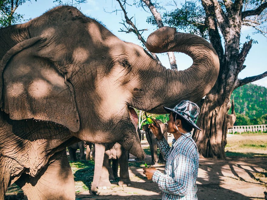 В този природен парк в Тайланд доброволци се грижат за спасяването на изчезващите слонове