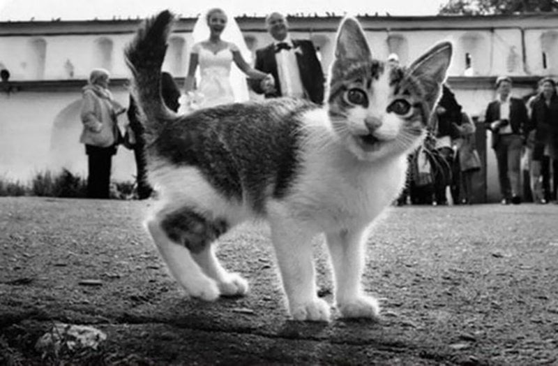 Котките, които превърнаха обикновената снимка в шедьовър