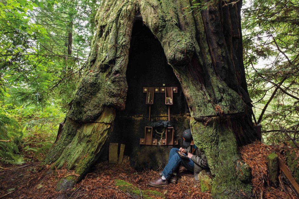 „Най-мъдрите“ и най-старите дървета по света