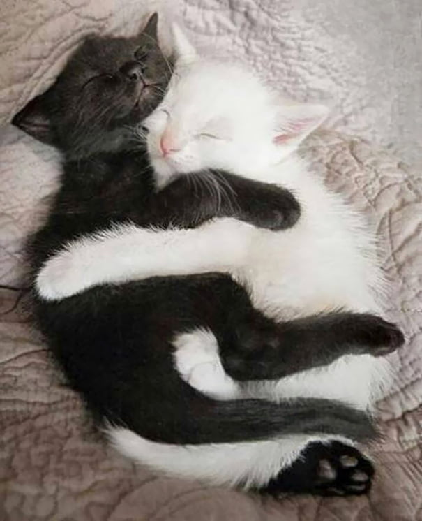 Черни и бели котки, които изглеждат толкова съвършени