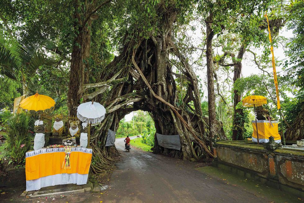 „Най-мъдрите“ и най-старите дървета по света