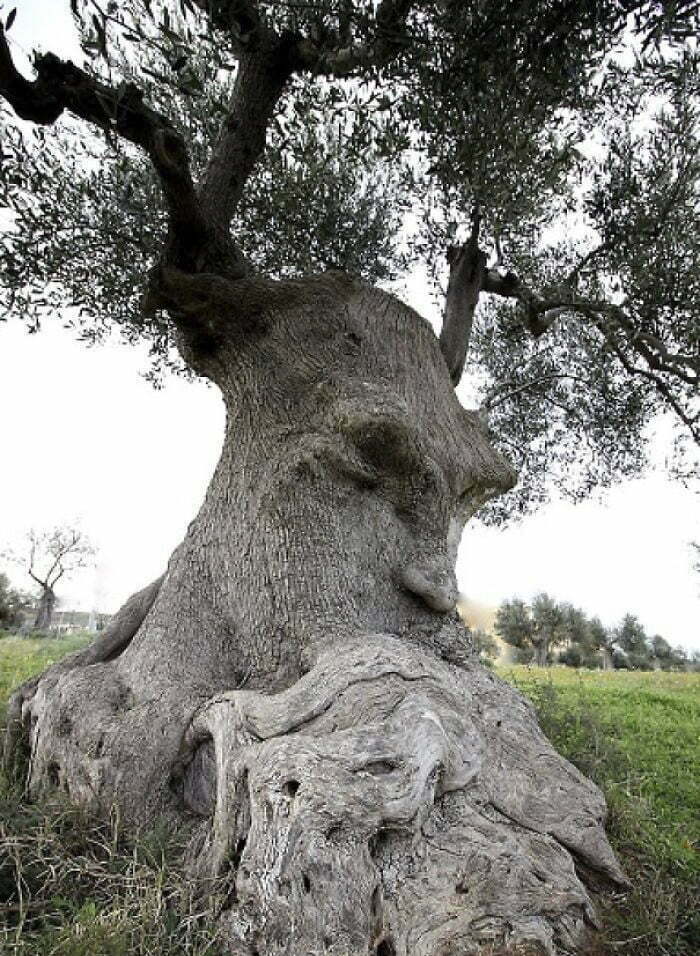 Дървета с изключително необичайни форми