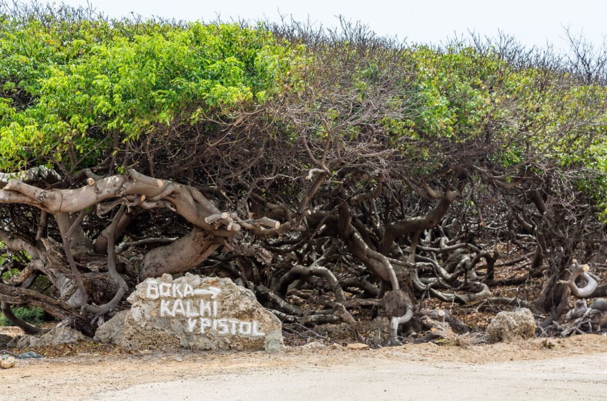 Къде расте „Дървото на смъртта” – най-отровното на Земята