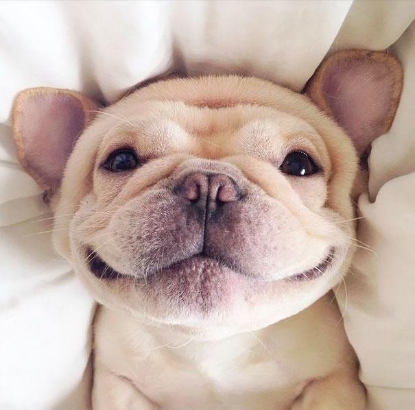 Усмихнати животни, които ще ви накарат да се усмихнете