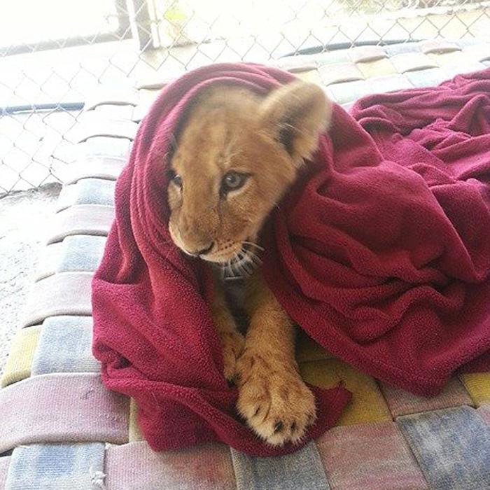 Спасено лъвче не може да спи без одеяло, дори когато пораства