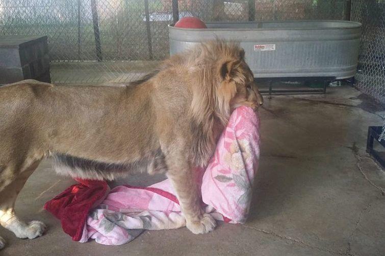 Спасено лъвче не може да спи без одеяло, дори когато пораства