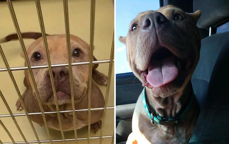 Снимки трогващи сърцето – кадри на кучета преди и след като са взети от приют