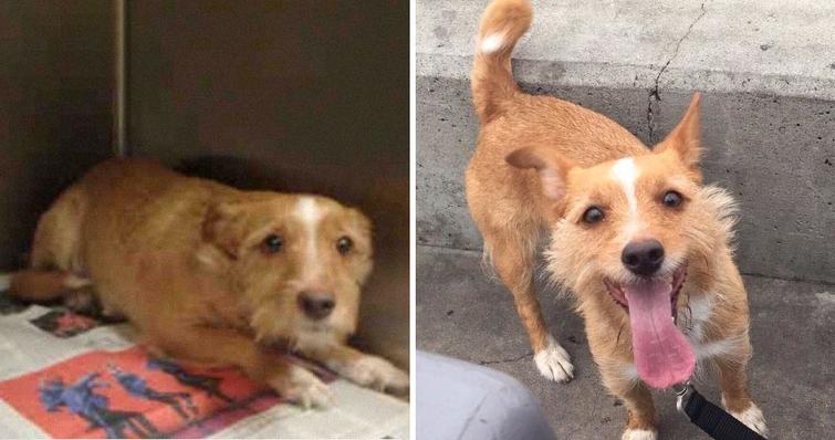 Снимки трогващи сърцето – кадри на кучета преди и след като са взети от приют