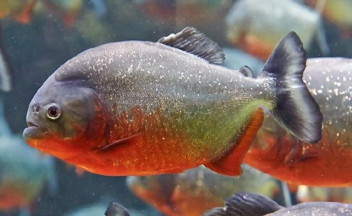 10 от най-опасните риби в света