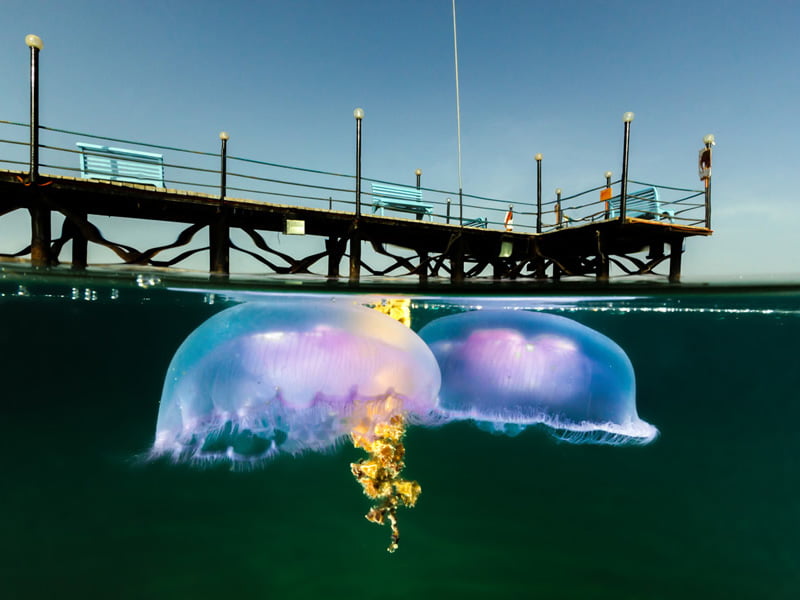 Границата между суша и вода – уникални полу-подводни снимки