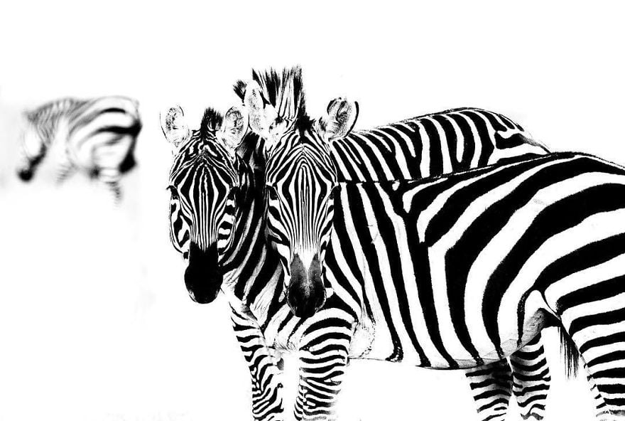 Великолепни снимки на животни от Робърт Ъруин