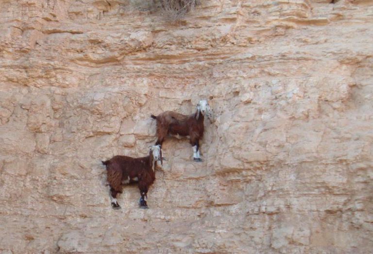 Къде живеят козите "алпинисти"?