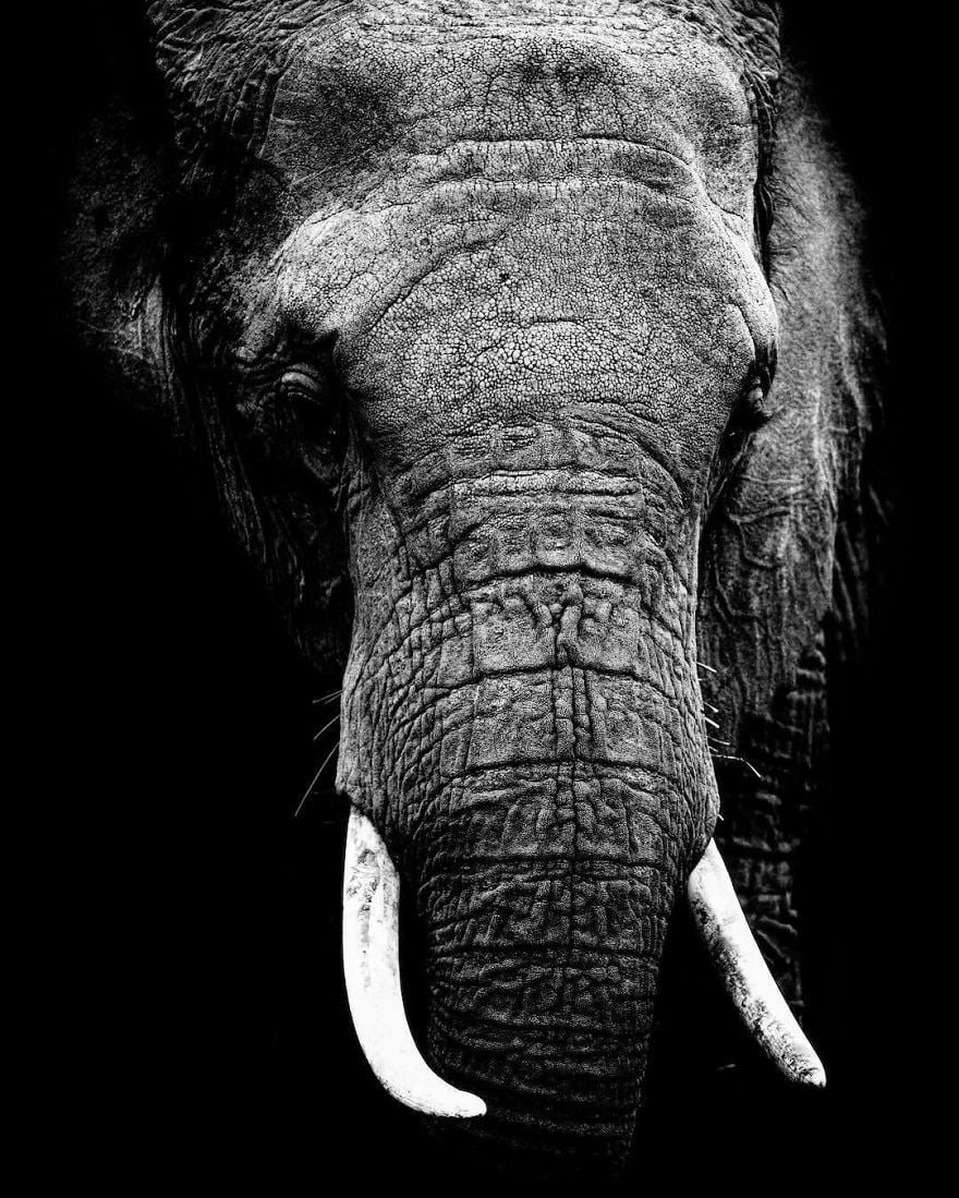 Великолепни снимки на животни от Робърт Ъруин