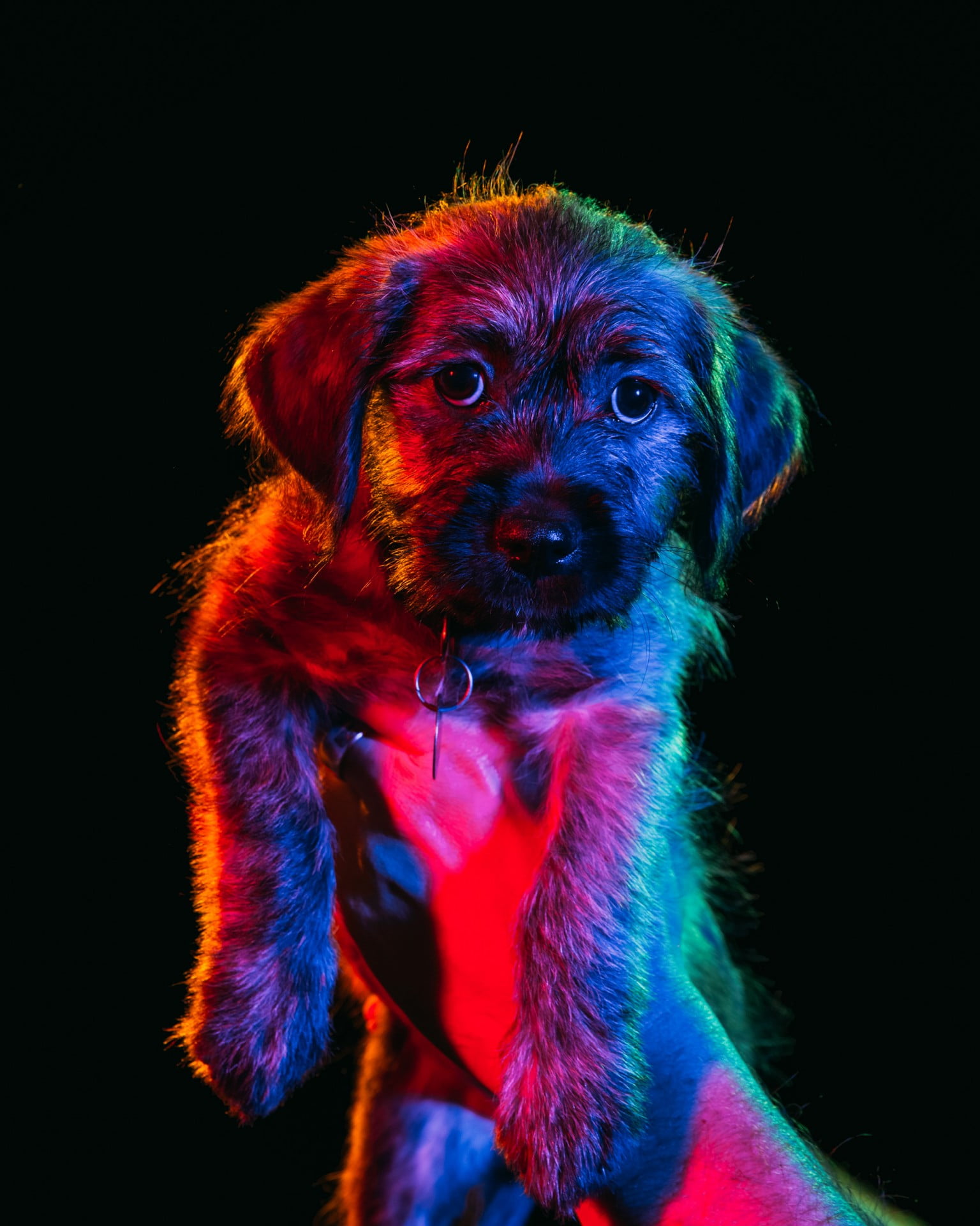 Цветни портрети на кучета на фотографа Пол Октавиус