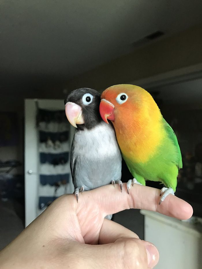 Папагалът Киви и неговата готик приятелка имат потомство и всички в интернет са влюбени в тях