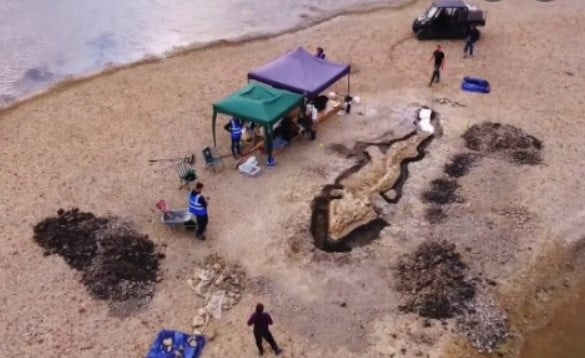 Археолози откриха гигантски скелет на морско чудовище