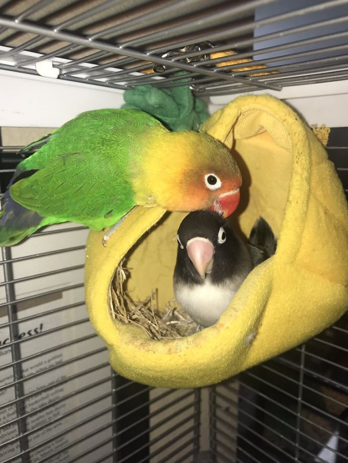 Папагалът Киви и неговата готик приятелка имат потомство и всички в интернет са влюбени в тях