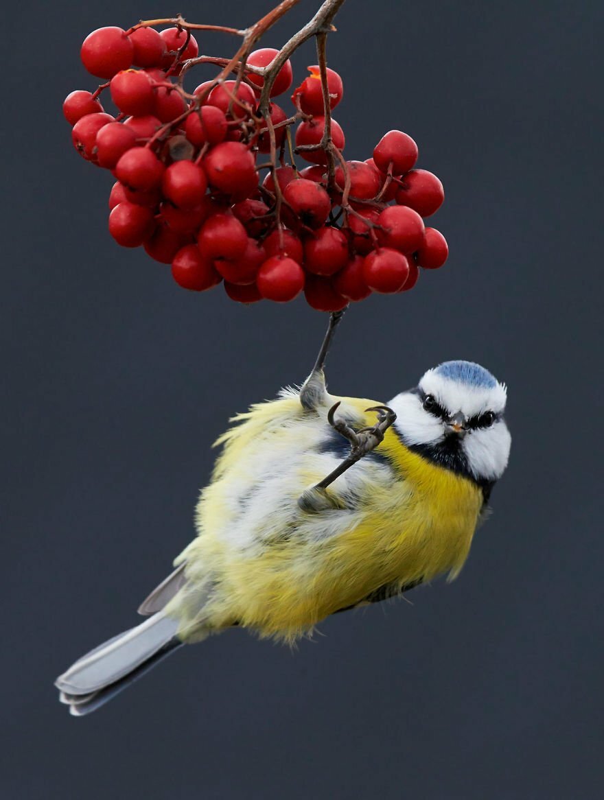 Най-добрите снимки на птици за 2017 година наистина са очарователни