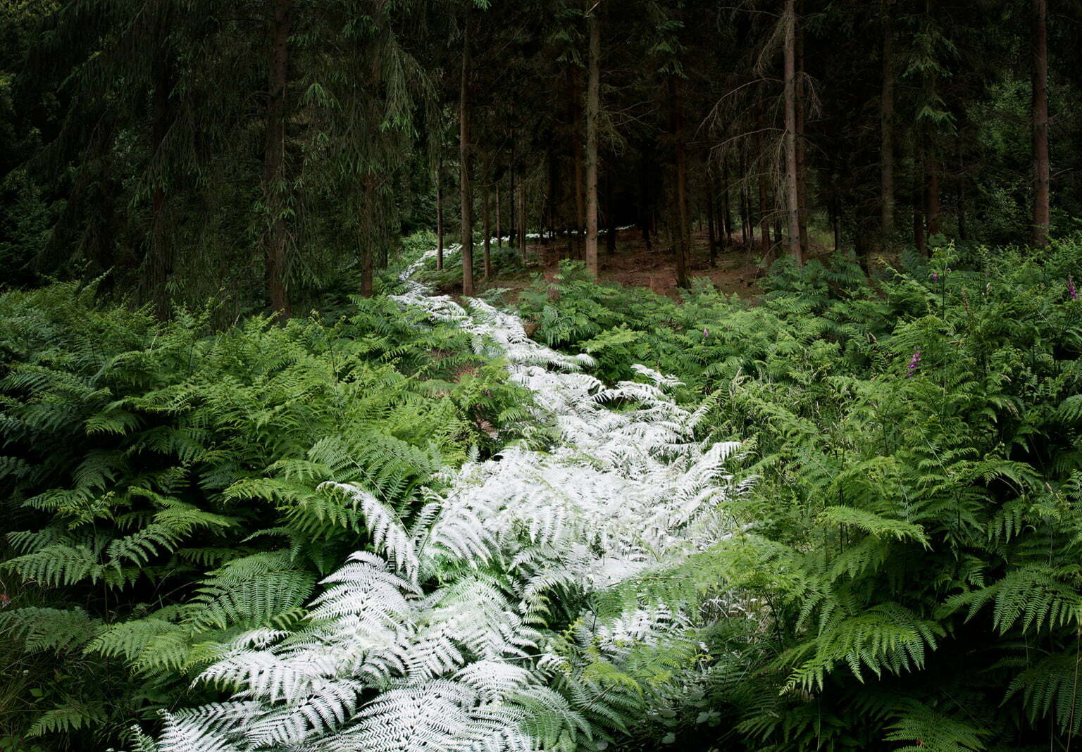 Временно поставени изкуствени растения създават невероятни горски пътечки