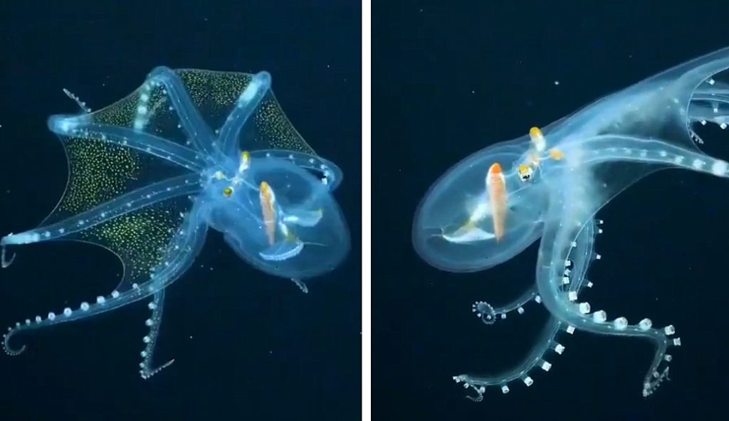 Учени заснеха за първи път стъклен октопод в естествената му среда - видео
