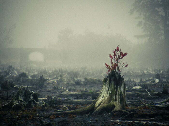 Невероятни дървета, които отказват да се предадат и живеят въпреки всичко