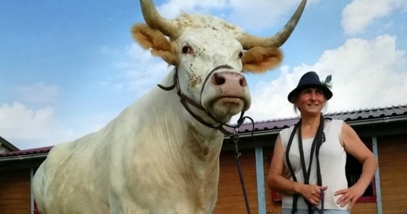 Френска треньорка обучи обикновен бик да участва в конни състезания (Видео)