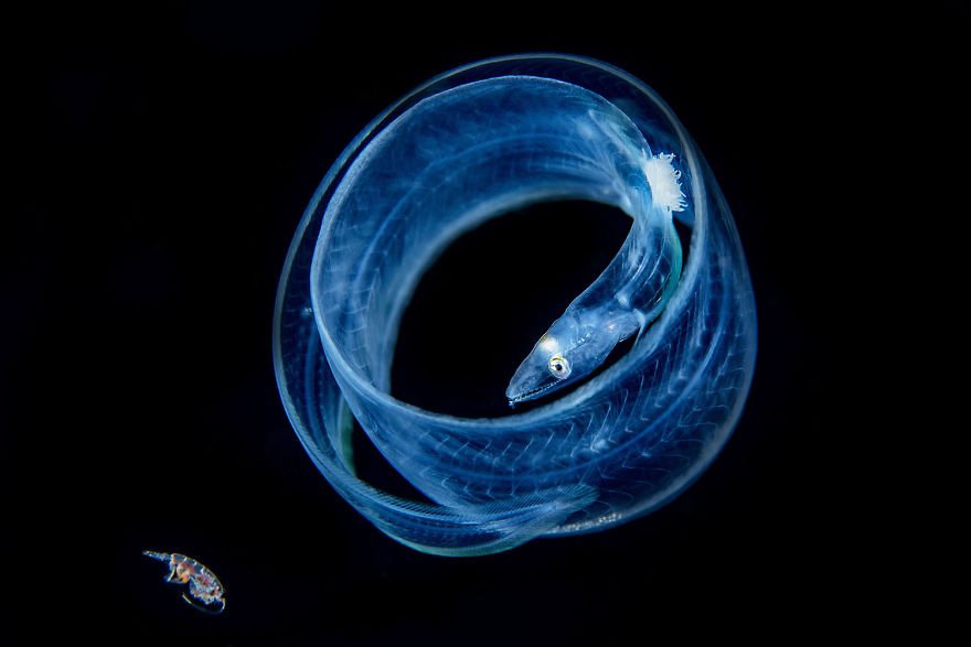 Победителите от конкурса за подводна фотография на 2018 ще ви оставят без дъх