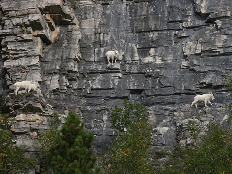 Къде живеят козите "алпинисти"?
