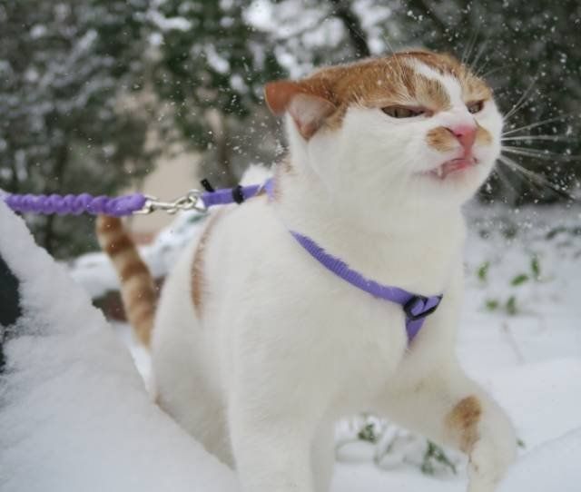 Когато котките и снегът не се спогаждат