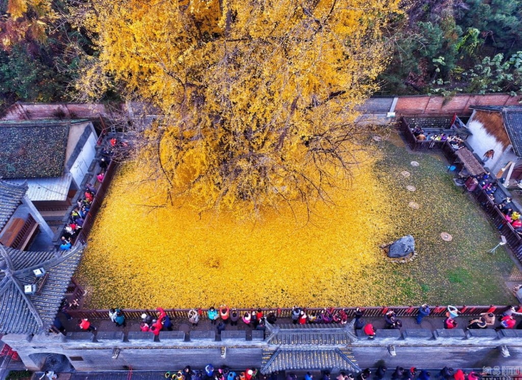 Магическо 1400-годишно дърво създава златно море около себе си