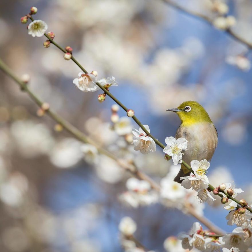 Снимки, улавящи красотата на природата в Япония