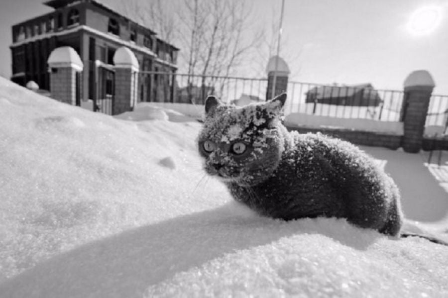 Когато котките и снегът не се спогаждат