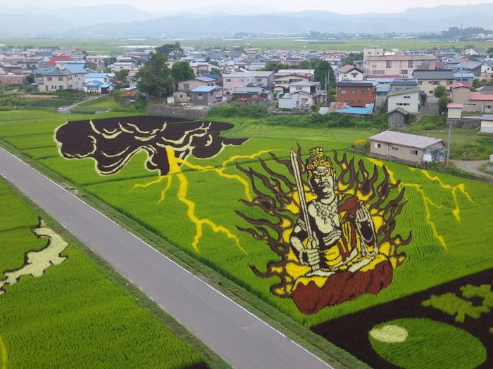 Изкуството е навсякъде – дори в японските оризови полета