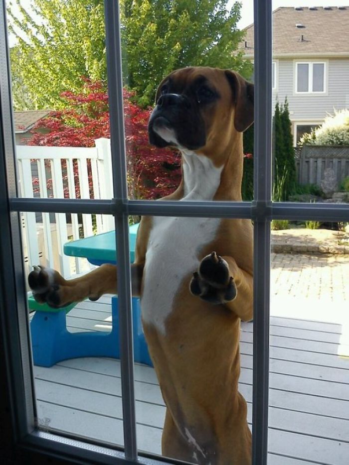 Забавни снимки доказващи, че боксерите са най-странните и същевременно най-интересните кучета