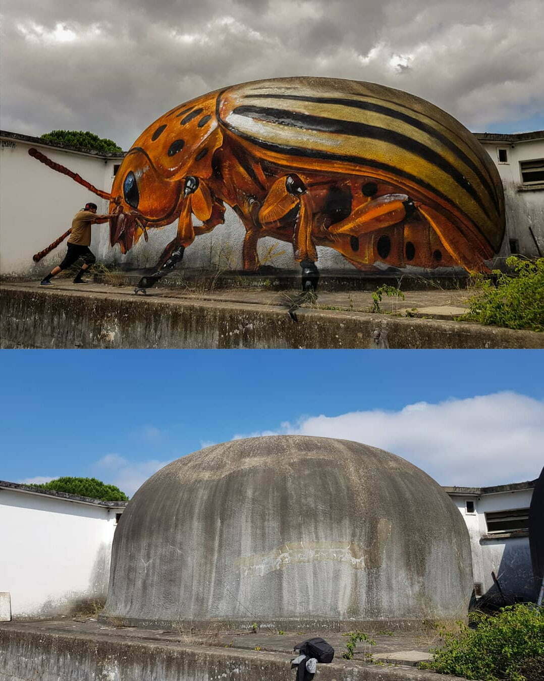 Огромни насекоми „превземат“ изоставени сгради
