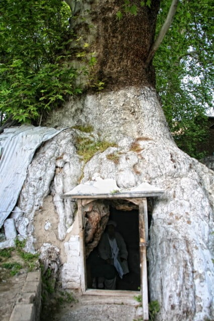 Хилядолетни чинари, които крият безброй тайни в корените си (СНИМКИ)