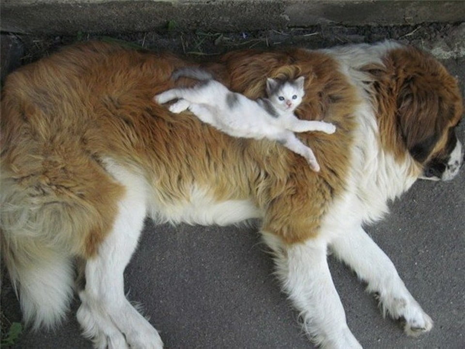 Дружат като котка и куче