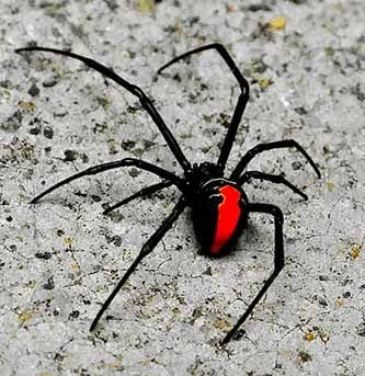 10-те най-отровни паяка в света