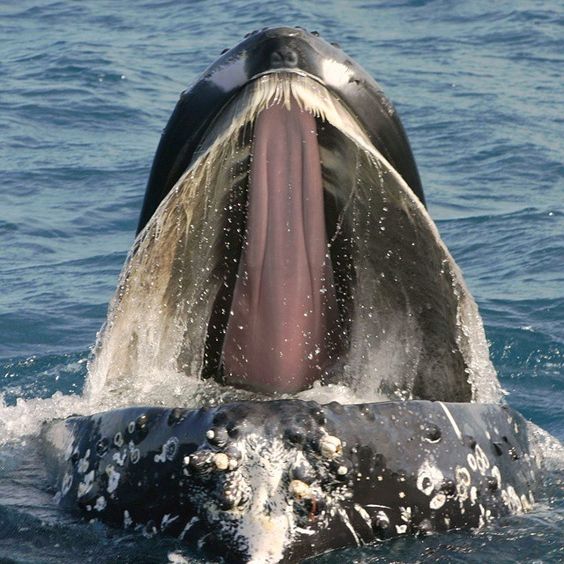 рогов израстък в устата на кит