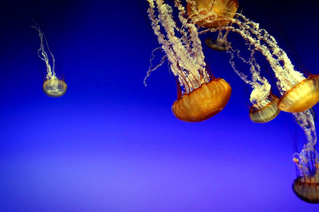 Няколко факта за медузите, които непременно трябва да прочетете