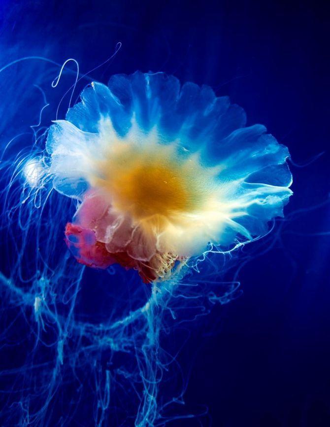 Няколко факта за медузите, които непременно трябва да прочетете