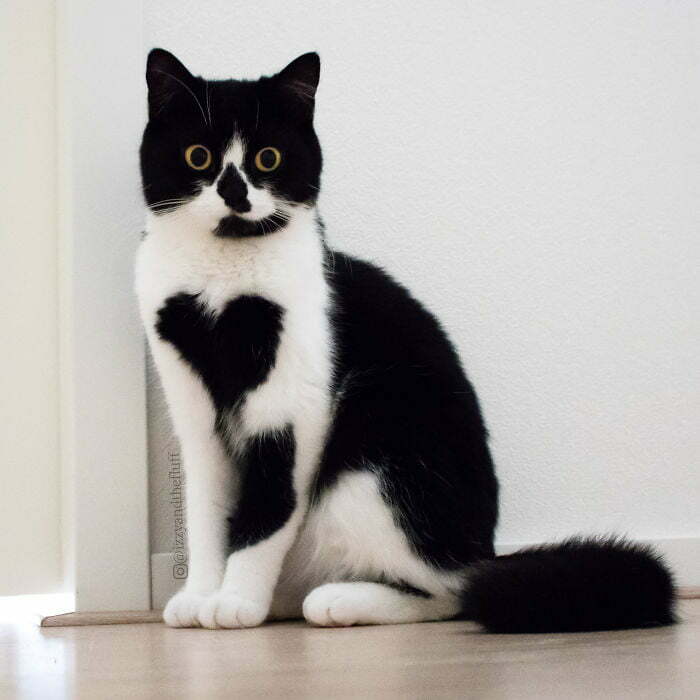 Котката, носеща сърцето на гърдите си