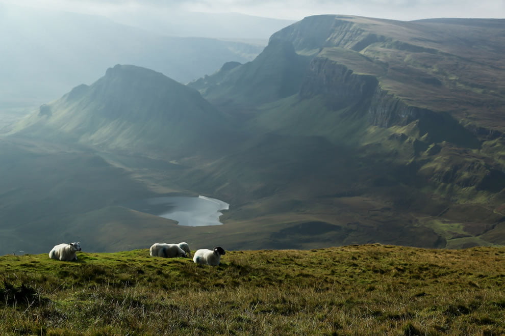 sheep-on-isle-of-skye-seen-while-on-hike-in-quiraing