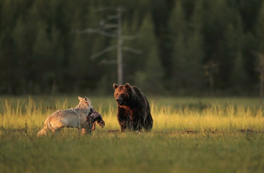 Вълк и мечка – могат ли да бъдат приятели?