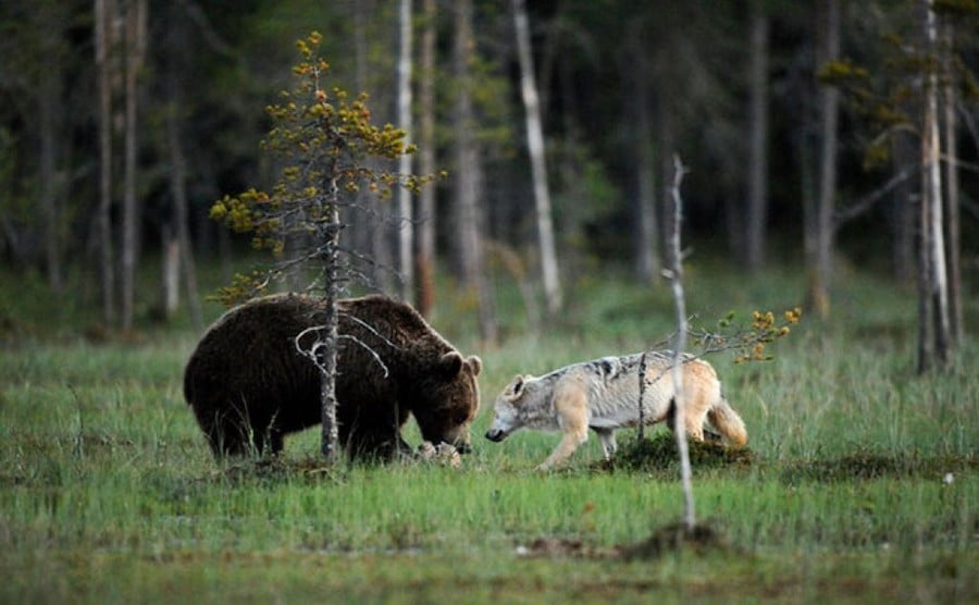 Вълк и мечка – могат ли да бъдат приятели?