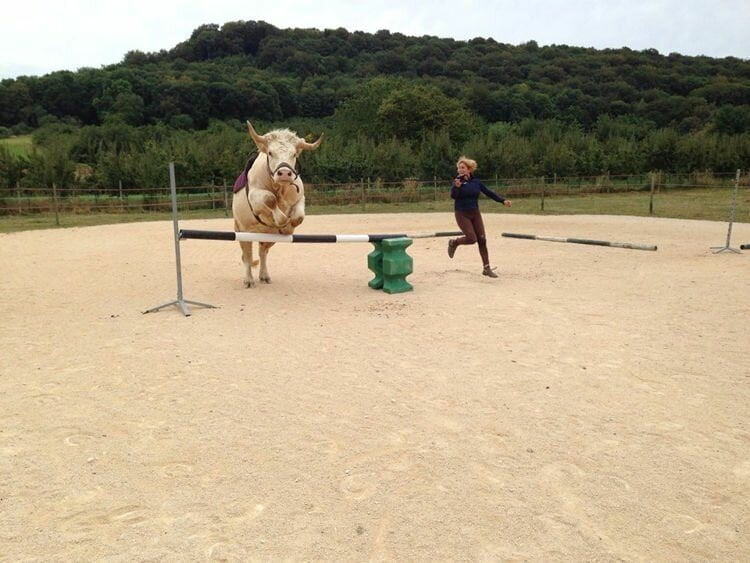 Френска треньорка обучи обикновен бик да участва в конни състезания (Видео)